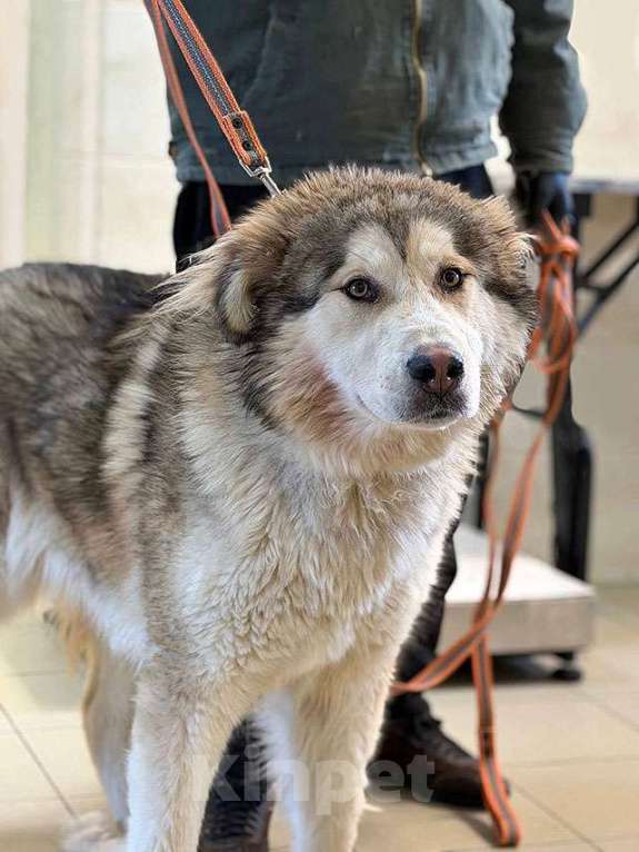 Собаки в Москве: Молодая домашняя собака Тали, аляскинский маламут ищет дом Девочка, Бесплатно - фото 2