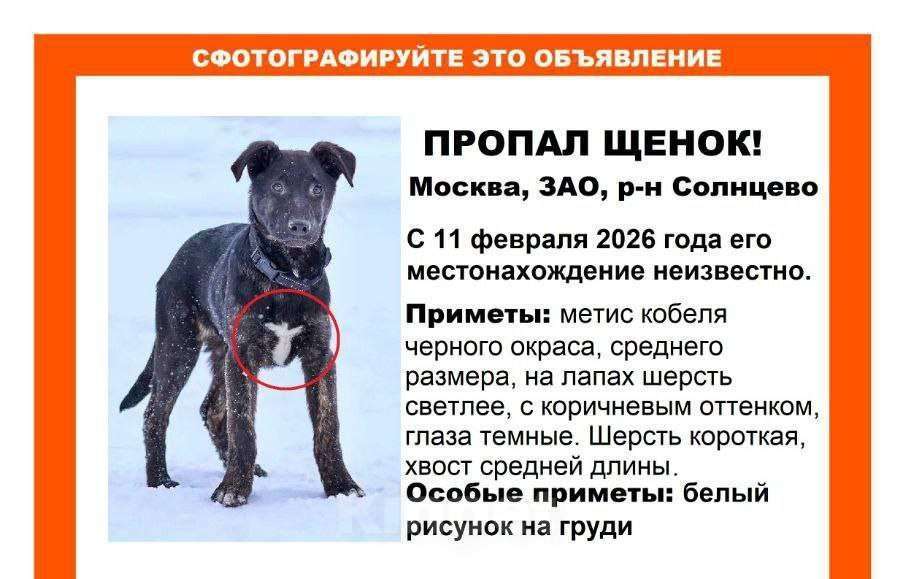 Собаки в Москве: помогите найти Рони! Мальчик, 10 000 руб. - фото 1