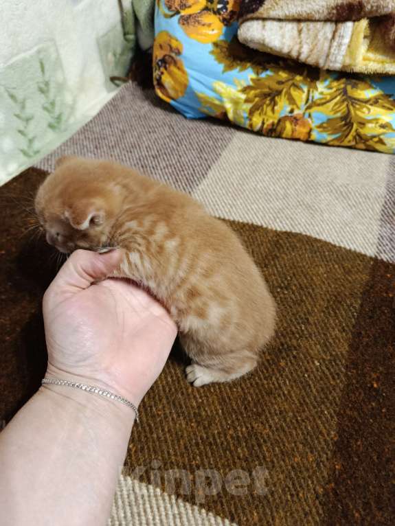 Кошки в других городах Московской области: Курильски бобтейл мальчишки Мальчик, Бесплатно - фото 8