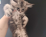 Кошки в Санкт-Петербурге: Котёнок Девочка, 25 000 руб. - фото 3