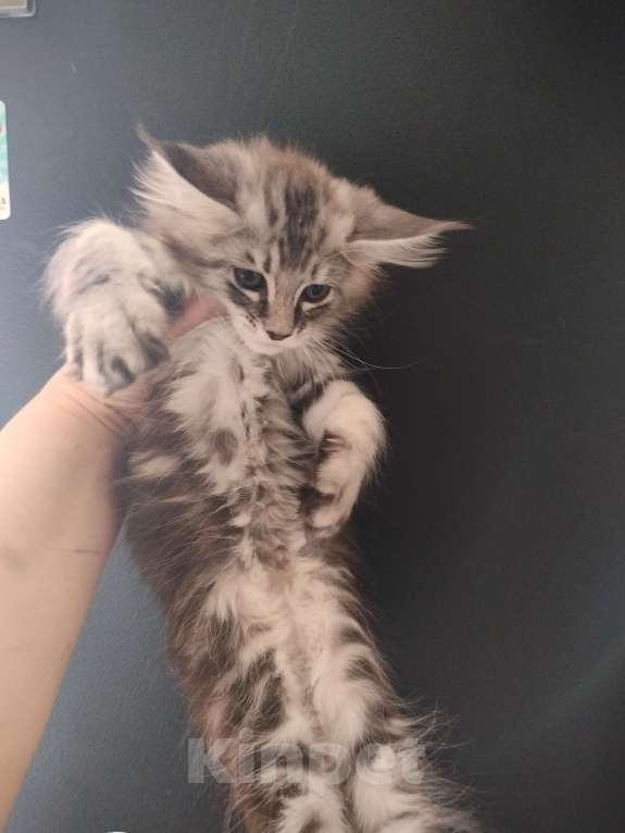 Кошки в Санкт-Петербурге: Котёнок Девочка, 25 000 руб. - фото 3