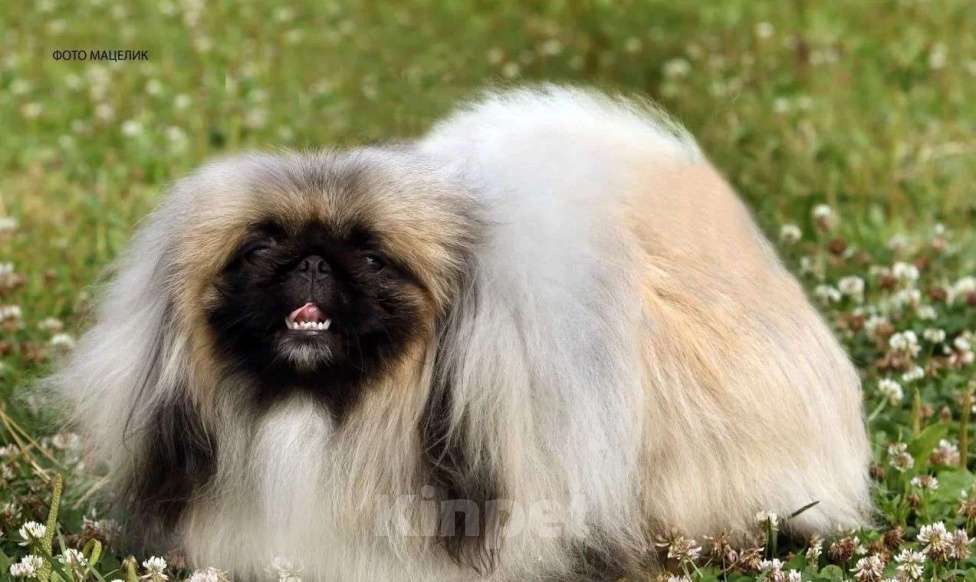 Собаки в Чапаевске: Пекинес, 1 руб. - фото 4