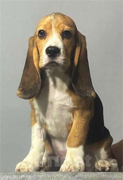 Собаки в Ангарске: Продажа щенков бигля Девочка, 45 000 руб. - фото 2