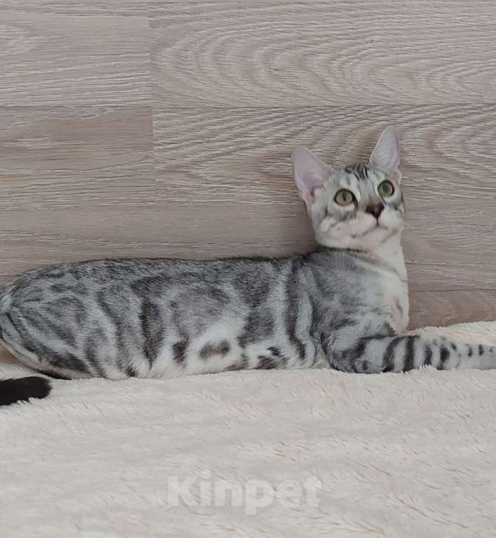Кошки в Москве: Бенгальские котята  Мальчик, Бесплатно - фото 4