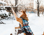 Собаки в Москве: Амур – собака, чья любовь к вам будет бесконечной.  Мальчик, Бесплатно - фото 2