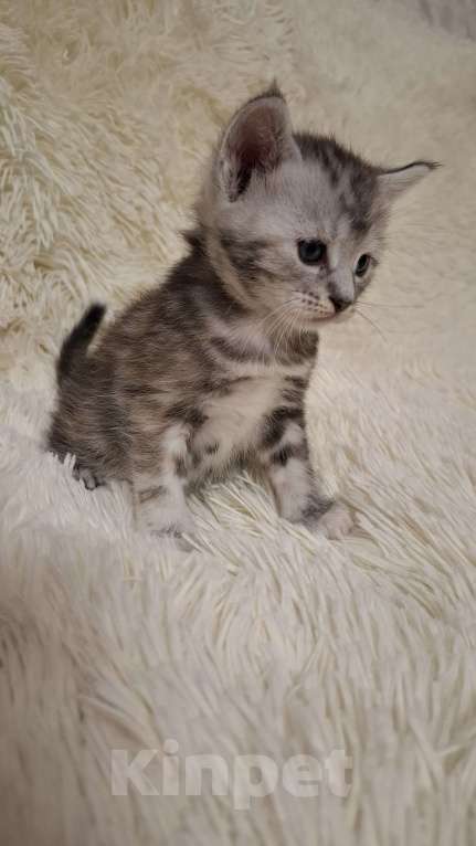 Кошки в Мур: Отдам котят в добрые руки Девочка, Бесплатно - фото 6