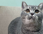 Кошки в Люберцах: Британский котёнок  Мальчик, 25 000 руб. - фото 6