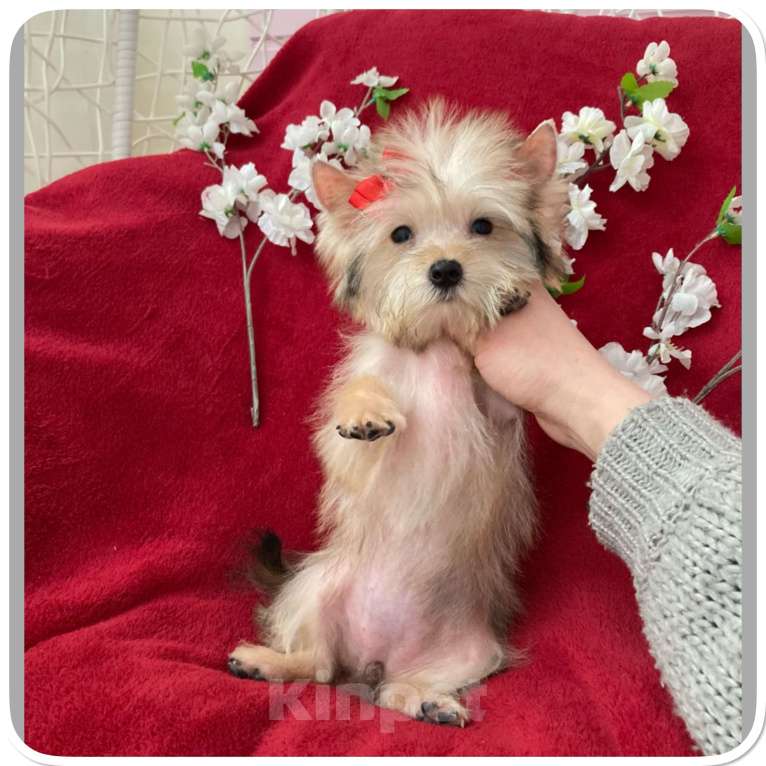 Собаки в Москве: Голддаст йорк микро девочка золотая Девочка, 65 000 руб. - фото 8