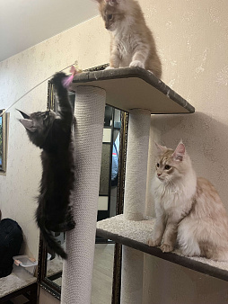 Резервирование котят от титулованных родителей