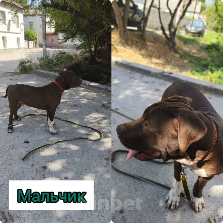 Собаки в Санкт-Петербурге: Шикарные щенки ам питбультерьера Мальчик, 45 000 руб. - фото 4