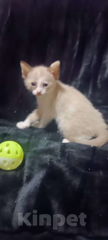 Кошки в Донецке: Сфинкс браш девочка Девочка, 7 000 руб. - фото 2