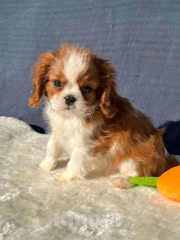 Собаки в Санкт-Петербурге: БЕСТ ИЛРЕАН ИЛАЙН Мальчик, 100 000 руб. - фото 5