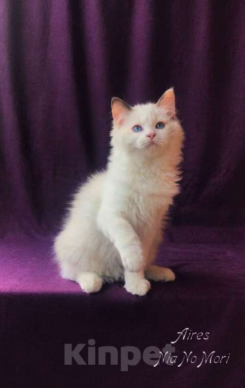 Кошки в Москве: Котёнок девочка породы Рэгдолл - Aires Девочка, 55 000 руб. - фото 2