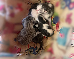 Кошки в Саратове: Котята ищут своих хозяеев Мальчик, 1 руб. - фото 1