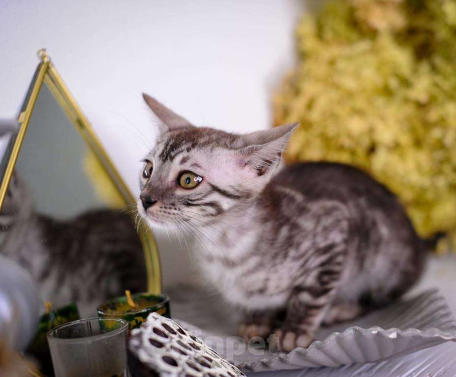 Кошки в Москве: бенгальский котенок серый серебро сильвер-дым Мальчик, 45 000 руб. - фото 5
