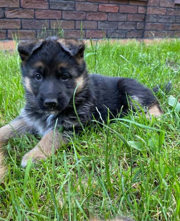 Собаки в Люберцах: Щенки немецкой овчарки. С родословной. Немецкая овчарка. Щенок. С документами. Купить. Овчарка. Мальчик, 45 000 руб. - фото 2