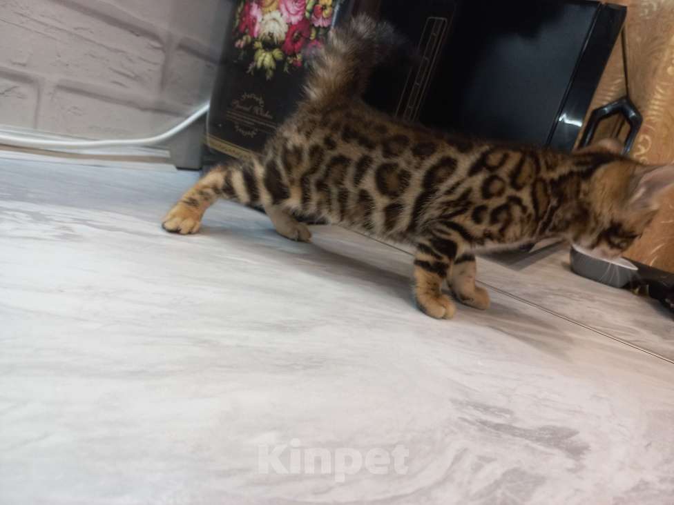 Кошки в Иркутске: Бантик Девочка, 35 000 руб. - фото 3