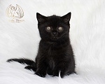 Кошки в Москве: Британский короткошерстный котенок Мальчик, 80 000 руб. - фото 2