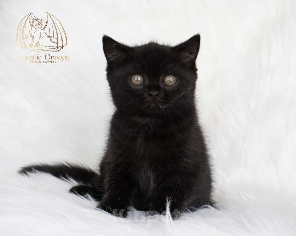 Кошки в Москве: Британский короткошерстный котенок Мальчик, 80 000 руб. - фото 2