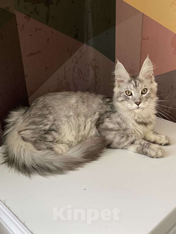 Кошки в Москве: Пушистый ангел для вашего настроения Мальчик, 80 000 руб. - фото 6