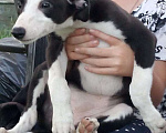 Собаки в Всеволожске: Щенки грейхаунда Девочка, Бесплатно - фото 2