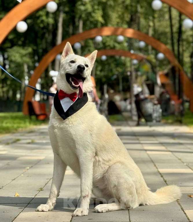 Собаки в Москве: Вайт: северный ветер в поисках дома и любви. Мальчик, Бесплатно - фото 7