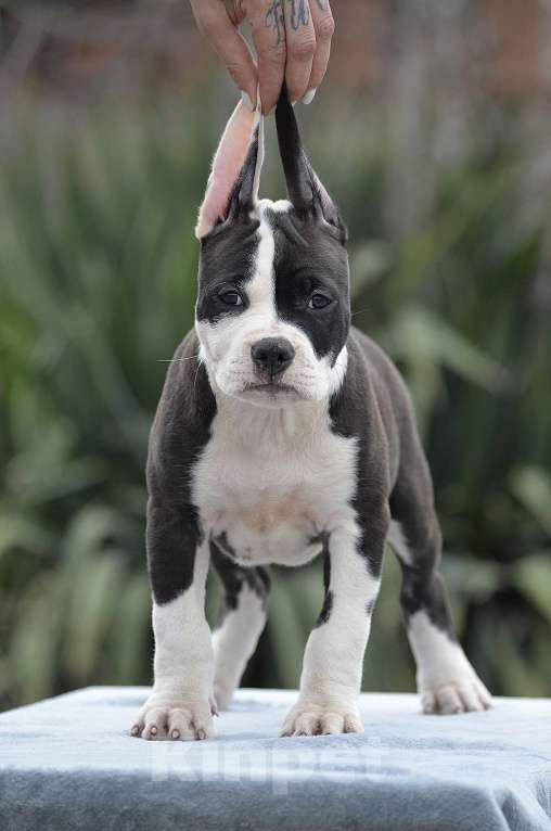 Собаки в Краснодаре: Кобель ам стаффа РКФ Мальчик, 80 000 руб. - фото 8