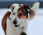 Собаки в Москве: Большой и добрый пес по имени РЭКС. Мальчик, 1 руб. - фото 1