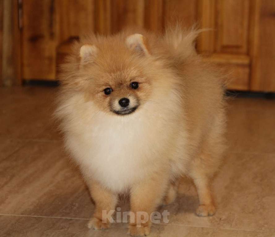 Собаки в Раменском: Мальчик шпица Царго Мальчик, 40 000 руб. - фото 3