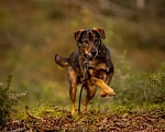 Собаки в Химках: Том ищет дом Мальчик, Бесплатно - фото 4