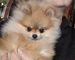Собаки в других городах Московской области: Померанский шпиц для дома и семьи Мальчик, 35 000 руб. - фото 2