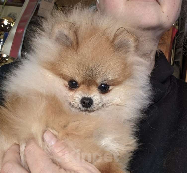 Собаки в других городах Московской области: Померанский шпиц для дома и семьи Мальчик, 35 000 руб. - фото 2