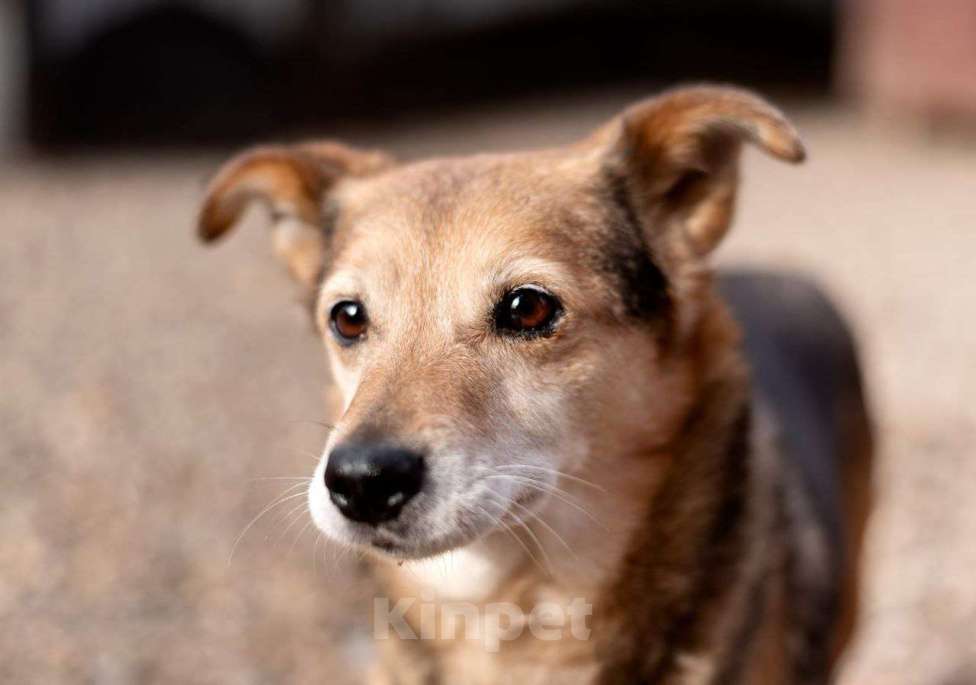 Собаки в Москве: Бася. Свободная и независимая девочка Девочка, Бесплатно - фото 7