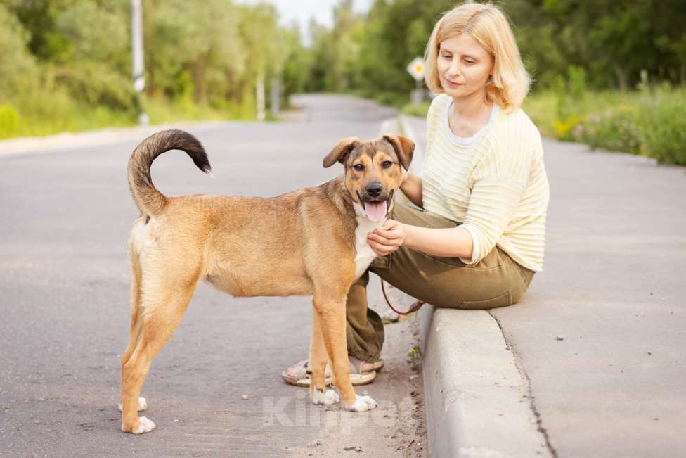 Собаки в Москве: Лакоста, небольшая молодая общительная ласковая девочка Девочка, Бесплатно - фото 5