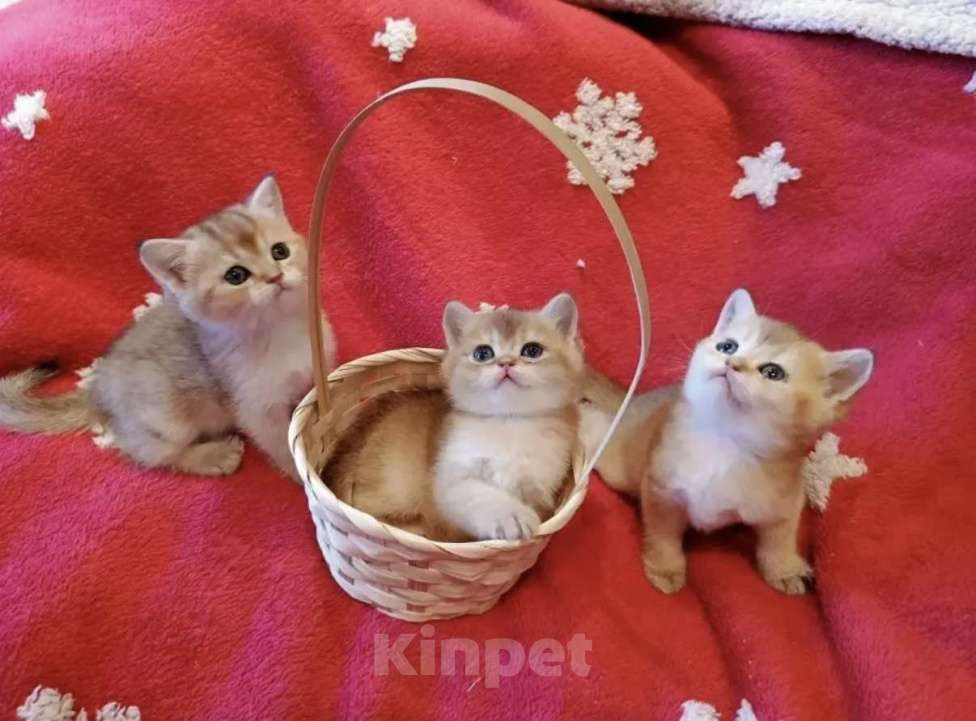 Кошки в Екатеринбурге: Продаются котятки породы Британская короткошерстная, окрас «Золотая шиншилла» Девочка, 25 000 руб. - фото 1