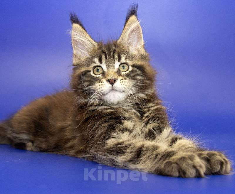 Кошки в Москве: Мейн кун котенок Девочка, Бесплатно - фото 1