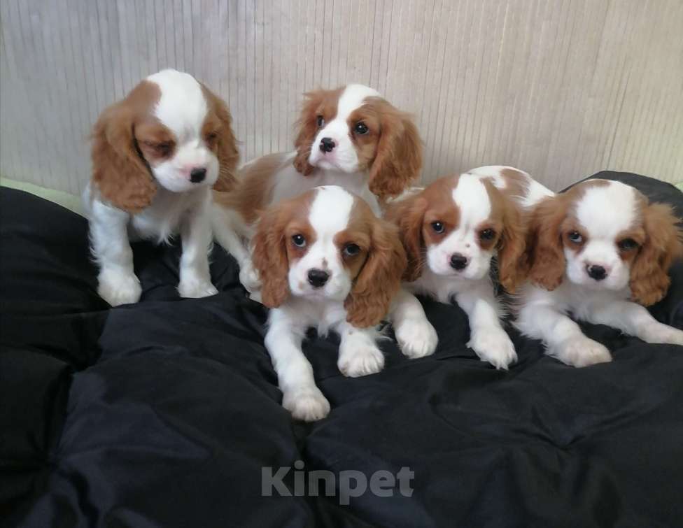 Собаки в Москве: Кавалер Кинг Чарльз спаниель 2, 5мес Мальчик, 75 000 руб. - фото 3