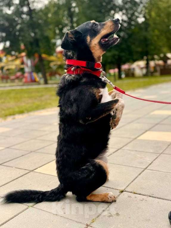 Собаки в Москве: Трёхцветное счастье ищет дом! Мальчик, Бесплатно - фото 4