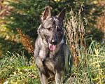 Собаки в других городах Московской области: Грей ищет верного хозяина Мальчик, Бесплатно - фото 5