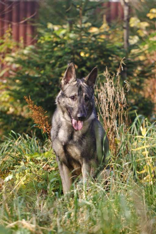 Собаки в других городах Московской области: Грей ищет верного хозяина Мальчик, Бесплатно - фото 5