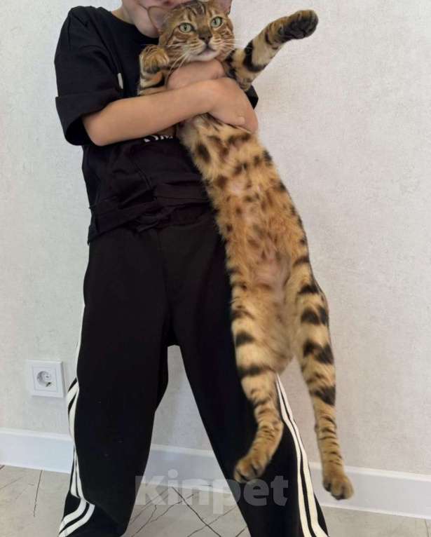 Кошки в Ижевске: Бенгальский Симба  Мальчик, 1 000 руб. - фото 2