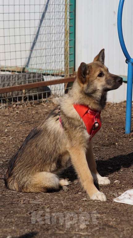 Собаки в Ногинске: Щенок ищет дом Девочка, Бесплатно - фото 6