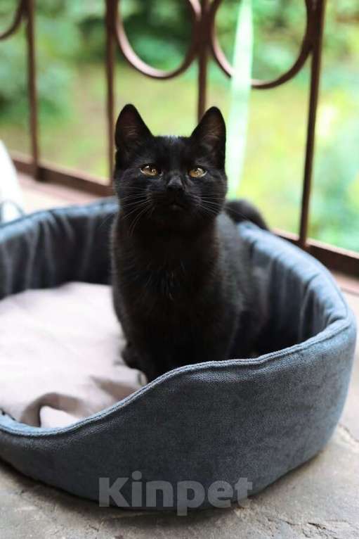 Кошки в Москве: Ищут дом 2 чудесных котенка. Мальчик, Бесплатно - фото 4