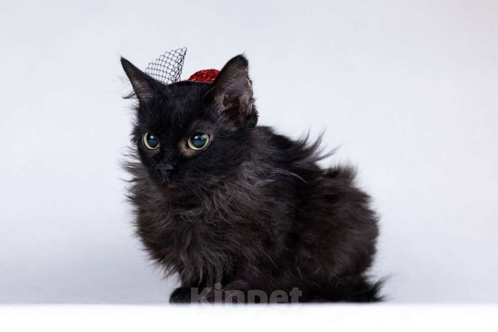 Кошки в Москве: Метис девон-рекса черная кошечка Лора в добрые руки Девочка, 1 руб. - фото 5