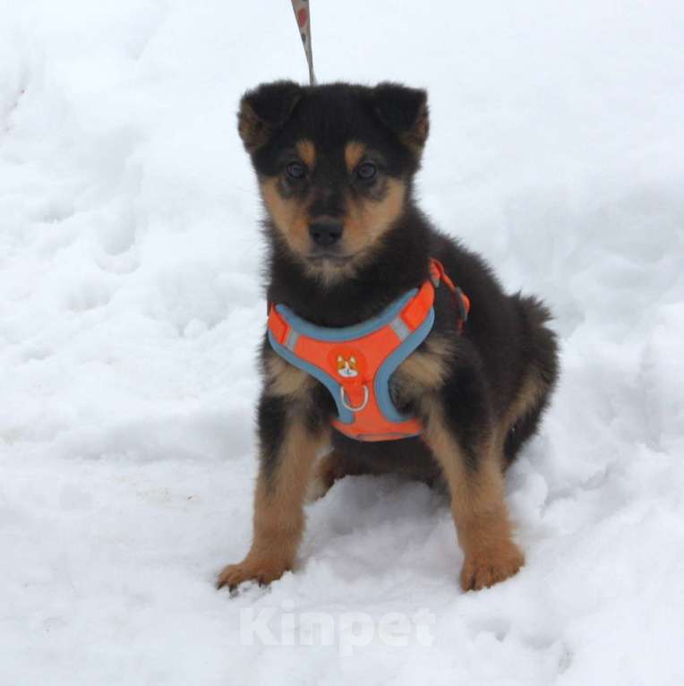 Собаки в Москве: Маленькому щенульке Рэксику очень нужны дом и семья Мальчик, Бесплатно - фото 2