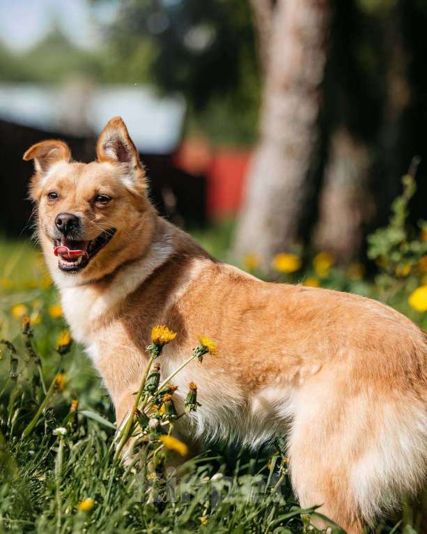 Собаки в Москве: Маленькая собака для квартиры в добрые руки Девочка, Бесплатно - фото 4
