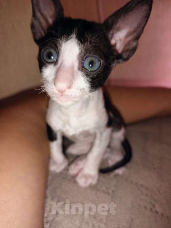 Кошки в Балашихе: Ребёнок корниш-рекс Мальчик, 20 000 руб. - фото 2