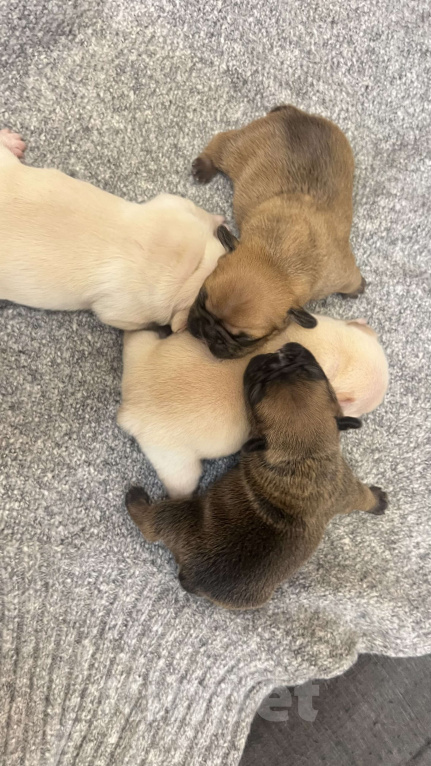 Собаки в Нижнем Новгороде: Резерв щенков породы французский бульдог  Девочка, 30 000 руб. - фото 3