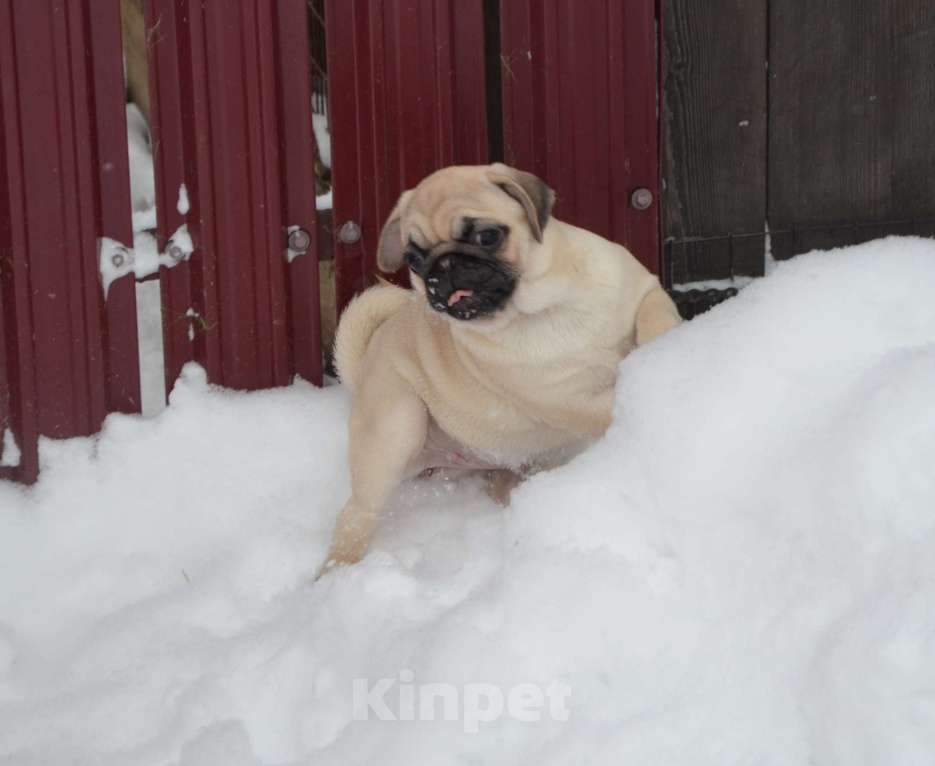 Собаки в Твери: Малышка мопса Девочка, 30 000 руб. - фото 2