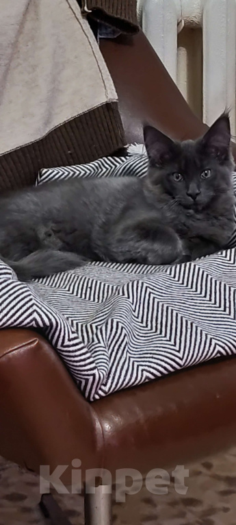 Кошки в Амурске: Продам котят породы мейн кун Девочка, 30 000 руб. - фото 1